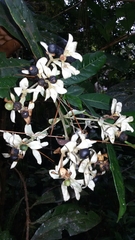 Gaertnera phyllostachya