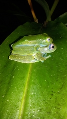 Boophis elenae