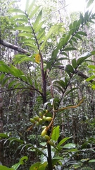 Dypsis concinna