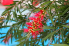 Melaleuca viminalis