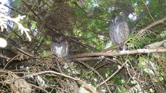 Otus rutilus rutilus