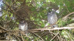 Otus rutilus rutilus