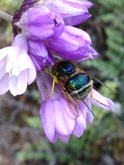 Eulonchus smaragdinus