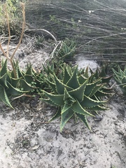 Aloe distans