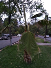 Washingtonia filifera