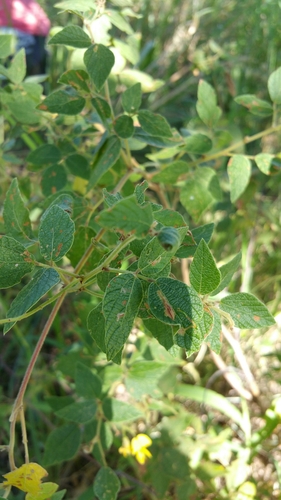 Rhynchosia versicolor image