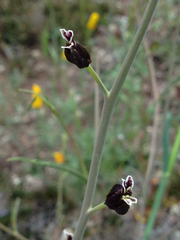 Streptanthus glandulosus glandulosus