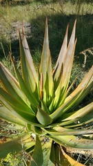 Aloe macroclada image