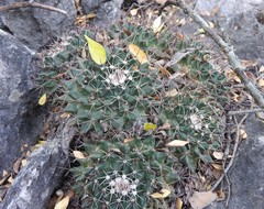 Mammillaria melanocentra melanocentra