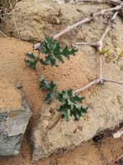 Pelargonium gibbosum