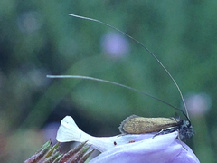 Adela singulella