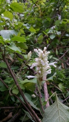Achyrospermum fruticosum image