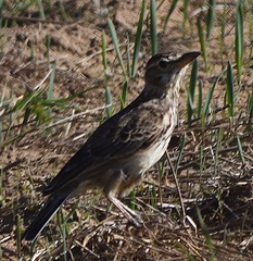 Galerida magnirostris