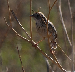 Cisticola textrix