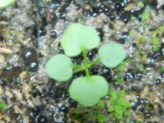 Cardamine dolichostyla