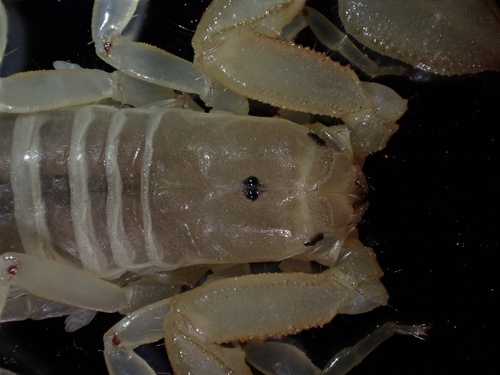 Gadim Slender-tailed Scorpion photo 6