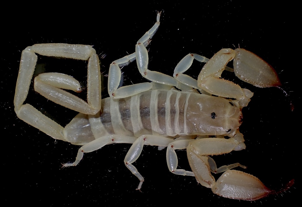 Gadim Slender-tailed Scorpion