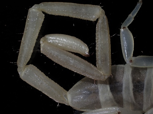 Gadim Slender-tailed Scorpion photo 5
