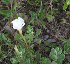 Mandevilla lanuginosa