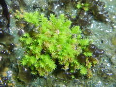 Aulacomnium androgynum