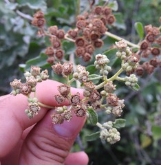 Parthenium lozanoanum