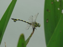 Sinictinogomphus clavatus