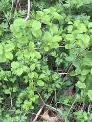 Celastrus orbiculatus