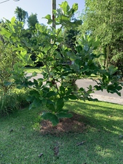 Magnolia macrophylla ashei
