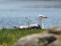 Larus armenicus