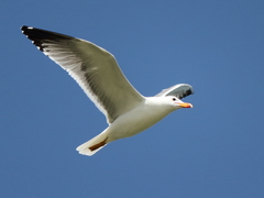 Larus armenicus