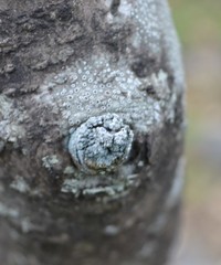 Lecanora horiza