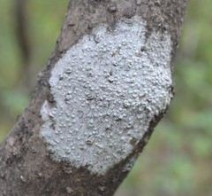 Pertusaria texana