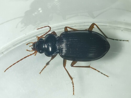 European Gazelle Beetle, Wageningen, Nederland, photo 8 of 10