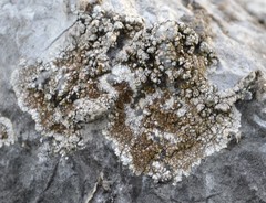 Squamulea galactophylla