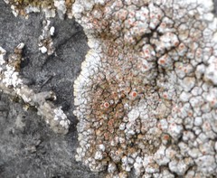 Squamulea galactophylla