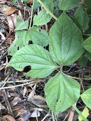Dioscorea dregeana