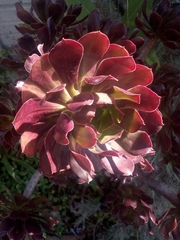 Aeonium