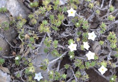 Euploca confertifolia