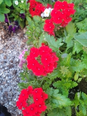 Verbena (Verbena hybrida)