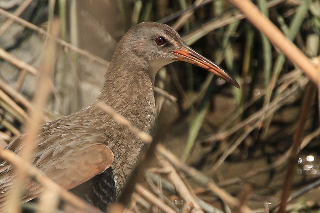 Clapper Rail (Gulf Coast)
