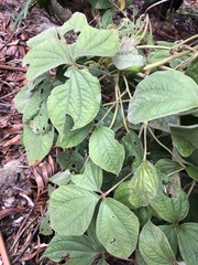 Dioscorea dregeana