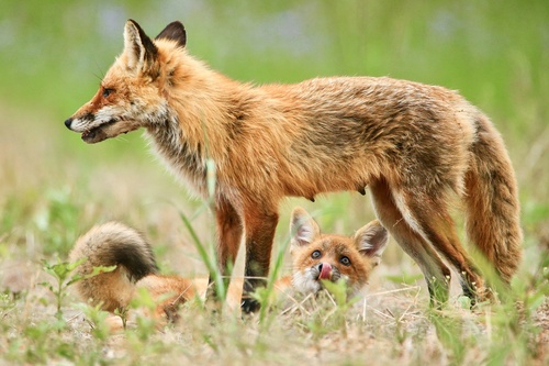 Red Fox photographed in Maryland