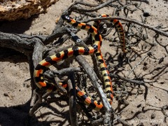 Homoroselaps lacteus