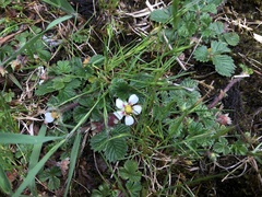 Fragaria hayatae
