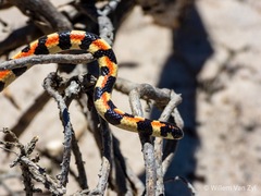 Homoroselaps lacteus