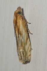 Eucosma cana