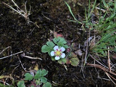 Fragaria hayatae