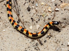 Homoroselaps lacteus