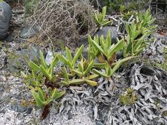 Carpobrotus quadrifidus