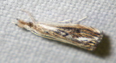 Catoptria verellus